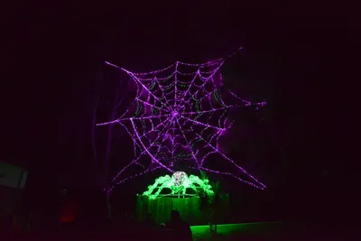 DSC_7033 (Large).JPG